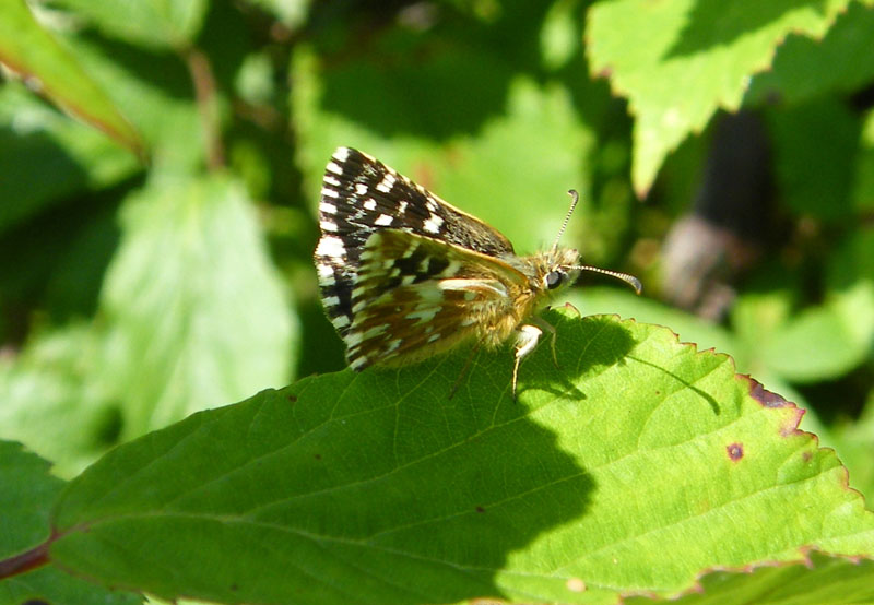 Carcharodus lavatherae ??